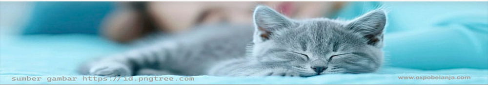 tidur-pulas-kucing-1000175